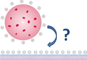 图1:纳米颗粒如何与模型细胞膜相互作用?