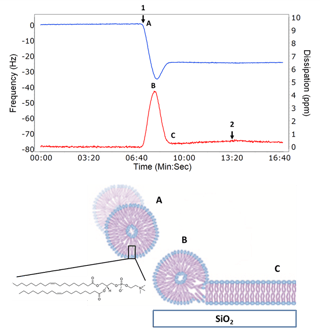 图2:示例QCM-D数据显示囊泡表面吸附(B)和破裂形成支撑的脂质双分子层(C)。Q-Sensor的谐振频率(蓝线，左Y轴)随着质量与表面结合而降低，随着囊泡破裂释放相关水而增加。耗散(红线，右Y轴)与粘弹性(柔软或刚性)有关，并最初随着囊泡完整吸附而增加，直到达到临界覆盖，囊泡破裂并形成刚性双分子层。漫画显示了一个完整的囊泡与表面接触，然后破裂形成SLB。在箭头1处引入样品，在箭头2处用缓冲液洗涤。DOPC的结构如图所示。